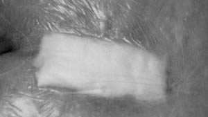 Gauze Sponge, 2" x 2" 12-Ply, Woven, NS slv (40 slv/cs)